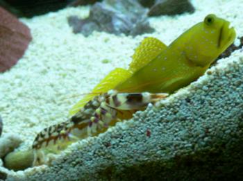 Tiger Pistol Shrimp (Alpheus bellulus) with watchman goby (Cryptocentrus cinctus)