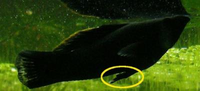 male black molly; the gonopodium is circled in yellow