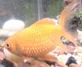 Dropsy Goldfish