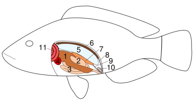 Fish Heart Diagram