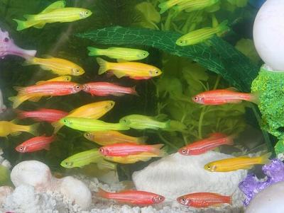 glofish in an aquarium