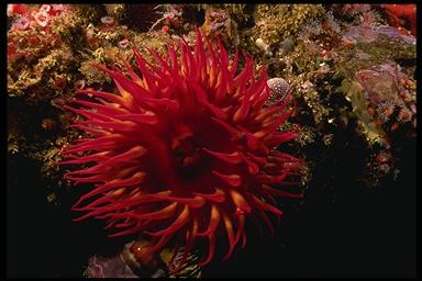 Colorful Sea Anemones