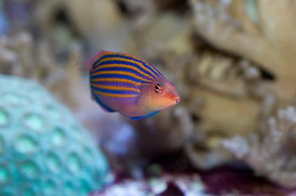 Small Colorful Fish