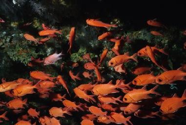 group of soldierfish