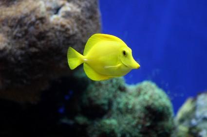 yellow tang in aquarium