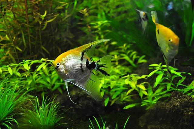 2 angelfish in planted aquarium