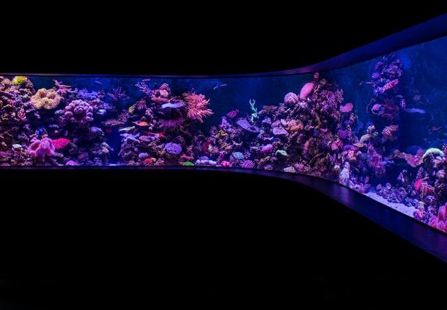 marine aquarium with led lights