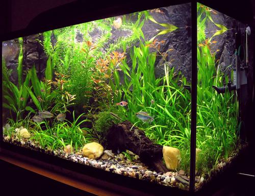 beautiful planted aquarium with rasboras and gouramis 