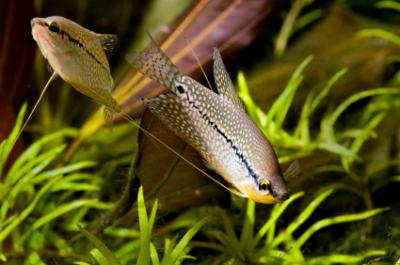 two gouramis in a planted aquarium