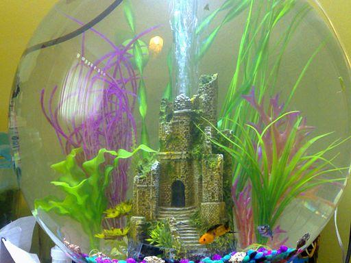 biorb fish tank with decorations