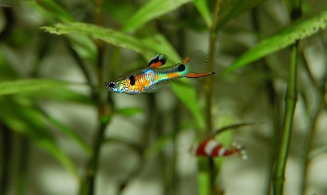 colorful guppy in planted aquarium