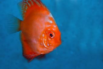 red discus