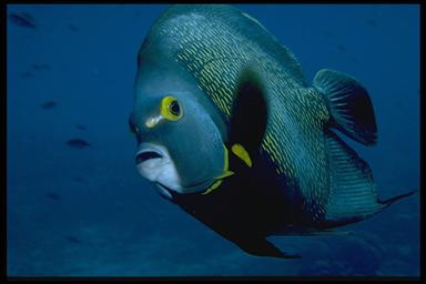 french angelfish