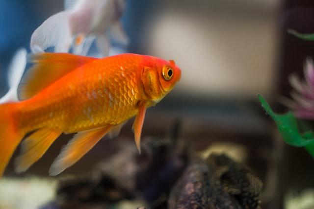 comet goldfish in aquarium