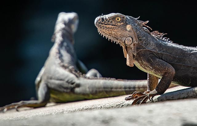 2 iguanas