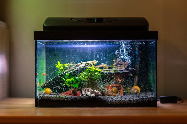 lighted aquarium with orange swordtail