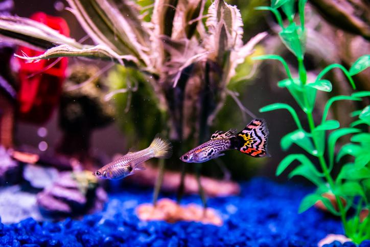 male and female guppies in planted aquarium