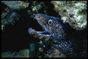 spotted moray eel