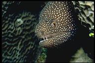 white-spotted moray eel