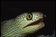 Golden-eye moray eel