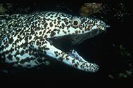 spotted moray eel