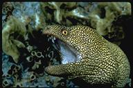 Goldentail moray eel