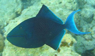 niger triggerfish (Odonus niger)