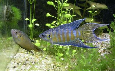 male and female paradise fish in aquarium