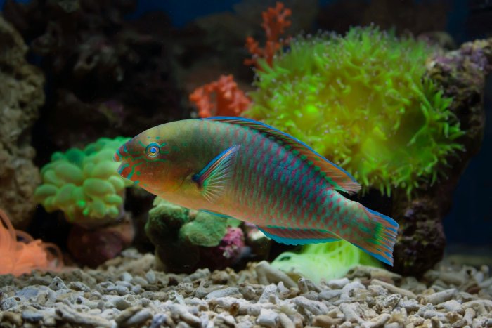 parrotfish in fish tank