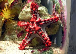 red knobbed starfish (Protoreaster linckii)