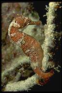 orange seahorse